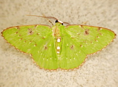 Lissochlora