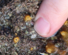 Ciocalypta penicillus