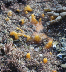 Ciocalypta penicillus