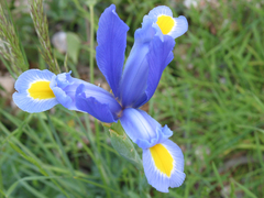 Iris xiphium xiphium