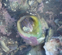 Pagurus novizealandiae