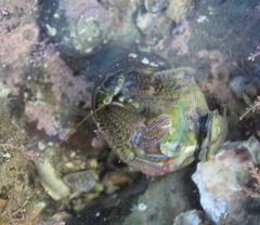 Pagurus novizealandiae
