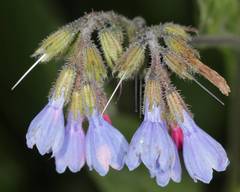 Symphytum × uplandicum