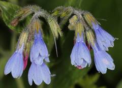 Symphytum × uplandicum