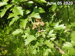 Crataegus pinnatifida