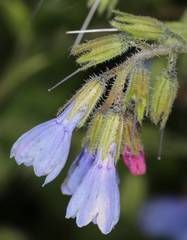 Symphytum × uplandicum