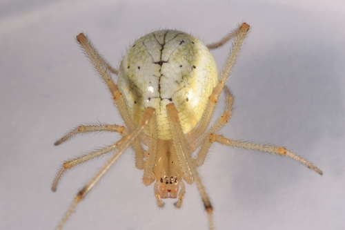 Scarce candy-striped spider