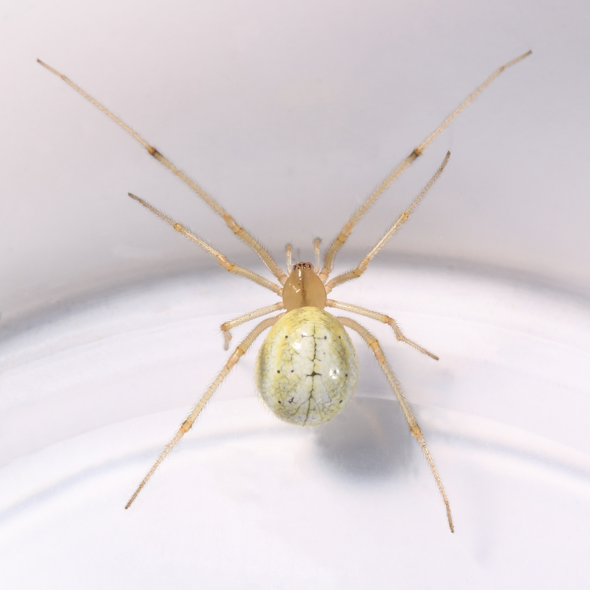 E30-21A Hanging Brown Spider with 2024 striped legs and aventurine in abdomen