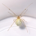 Scarce Candy-striped Spider - Photo (c) NobbiP, some rights reserved (CC BY-SA)