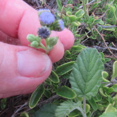 Ageratum maritimum