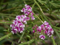 Carmichaelia odorata