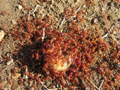 Dorylus helvolus