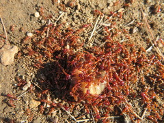 Dorylus helvolus