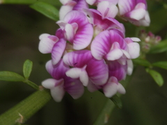 Carmichaelia odorata