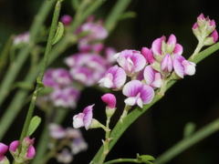 Carmichaelia odorata