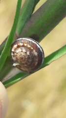 Xeropicta krynickii