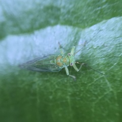 Psyllidae