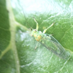 Psyllidae