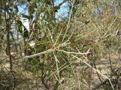Hakea carinata