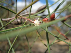 Hakea carinata
