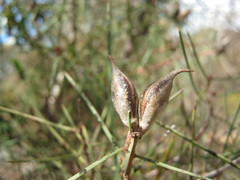 Hakea carinata