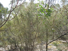 Hakea carinata
