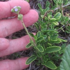 Ageratum maritimum