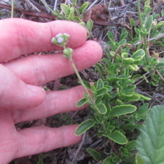 Ageratum maritimum