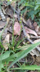 Carex divulsa divulsa