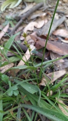 Carex divulsa divulsa