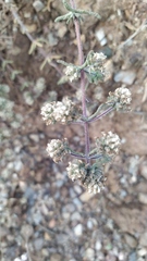 Teucrium haenseleri