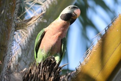 Psittacula alexandri