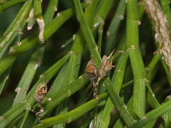 Carmichaelia odorata