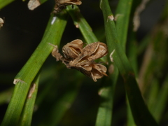 Carmichaelia odorata