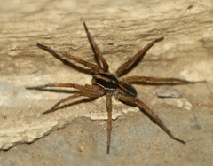 Lycosa bistriata