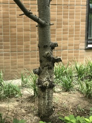 Pinus armandi