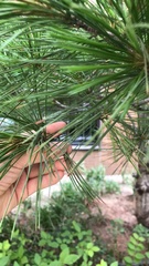 Pinus armandi