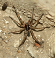 Lycosa bistriata