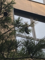 Pinus armandi