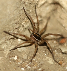 Lycosa bistriata