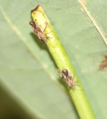 Cysteochila delineata