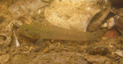 Wuhanlinigobius polylepis