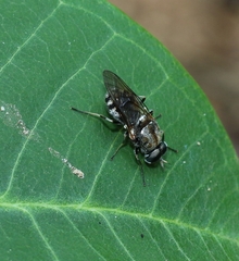 Adoxomyia heminopla