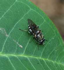Adoxomyia heminopla