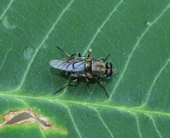 Adoxomyia heminopla