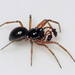 Tooth-palped Money Spider - Photo (c) Martin Cooper, some rights reserved (CC BY)