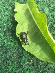 Liparus glabrirostris