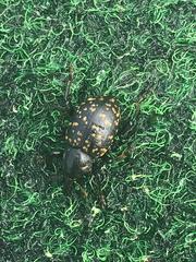 Liparus glabrirostris