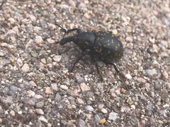 Liparus glabrirostris