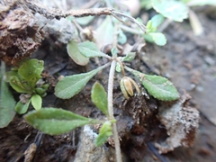 Glinus oppositifolius